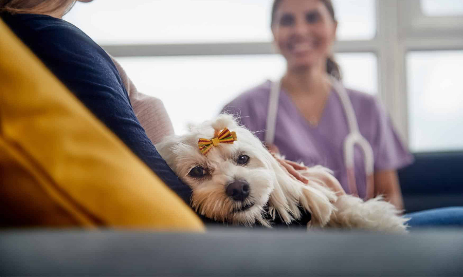 A dog at the vet A dog at the vet