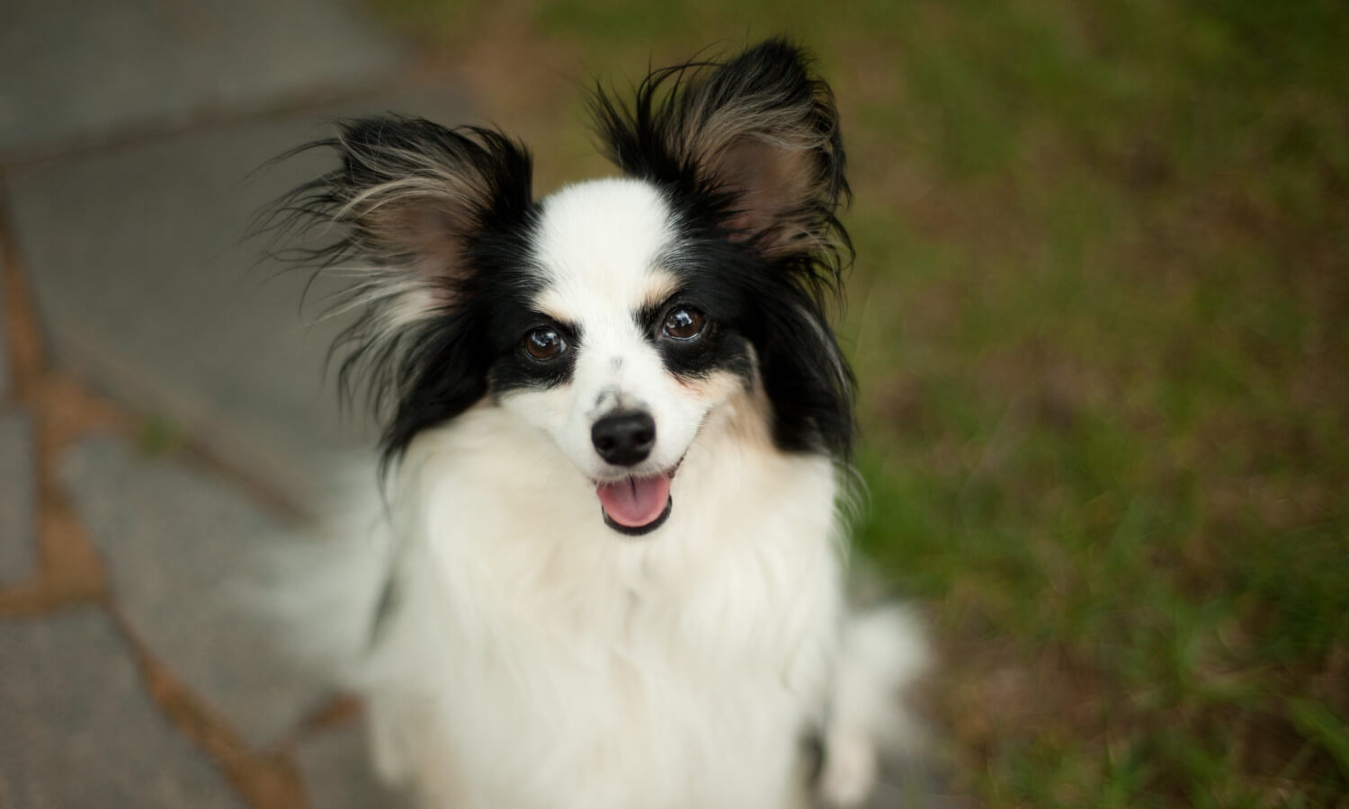 black and white dog